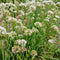 Garlic Chives